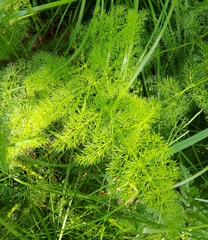 Meum athamanticum