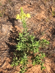 Oenothera rhombipetala