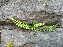Asplenium trichomanes
