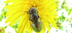 Eristalinus sepulchralis
