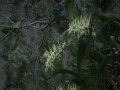 Brassia verrucosa