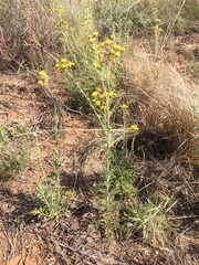 Hymenopappus flavescens