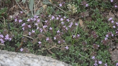 Thymus linearis