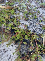 Laurembergia repens