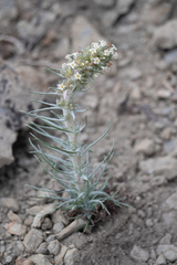Ipomopsis spicata