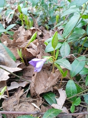 Vinca minor
