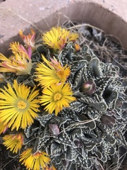 Faucaria