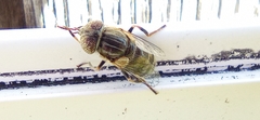 Eristalinus sepulchralis
