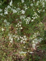 Anthriscus sylvestris