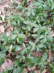 Vinca minor