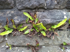 Asplenium scolopendrium