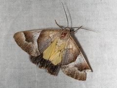 Niceteria macrocosma