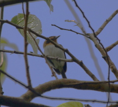 Poecilotriccus plumbeiceps
