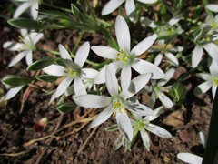 Ornithogalum umbellatum