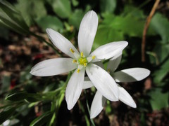 Ornithogalum umbellatum