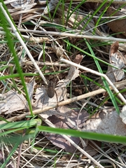 Alopecosa pulverulenta