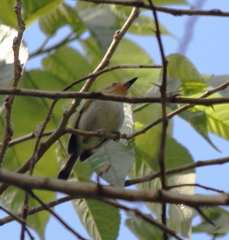 Poecilotriccus plumbeiceps