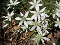 Ornithogalum umbellatum