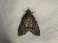 Smyriodes trigramma