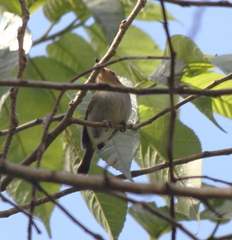 Poecilotriccus plumbeiceps