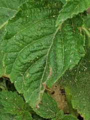 Calycomyza malvae
