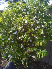 Brunfelsia australis