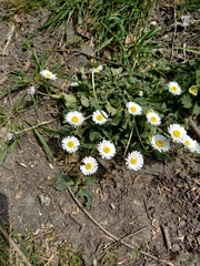 Bellis perennis