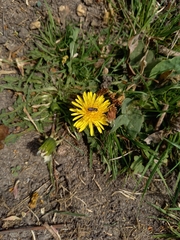Taraxacum officinale