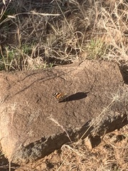 Vanessa cardui