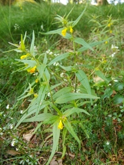Melampyrum sylvaticum