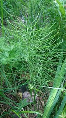 Equisetum arvense image
