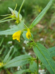 Melampyrum sylvaticum