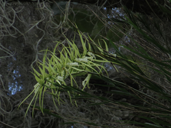 Brassia verrucosa