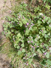 Lamium purpureum
