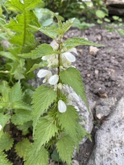 Lamium album
