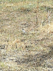 Motacilla alba