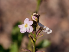 Pitraea cuneato-ovata