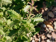 Pitraea cuneato-ovata