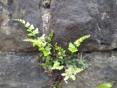 Asplenium adiantum-nigrum
