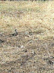 Motacilla alba