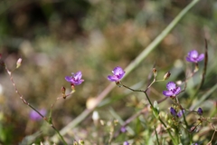 Murdannia striatipetala