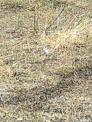 Motacilla alba