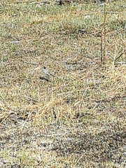 Motacilla alba