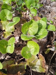 Asarum europaeum