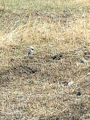 Motacilla alba