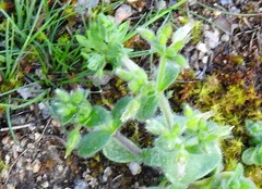 Cerastium brachypetalum