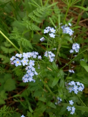 Myosotis