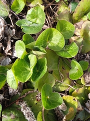 Asarum europaeum
