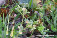 Cerastium brachypetalum