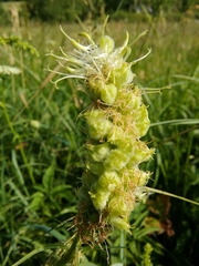 Dasineura phyteumatis